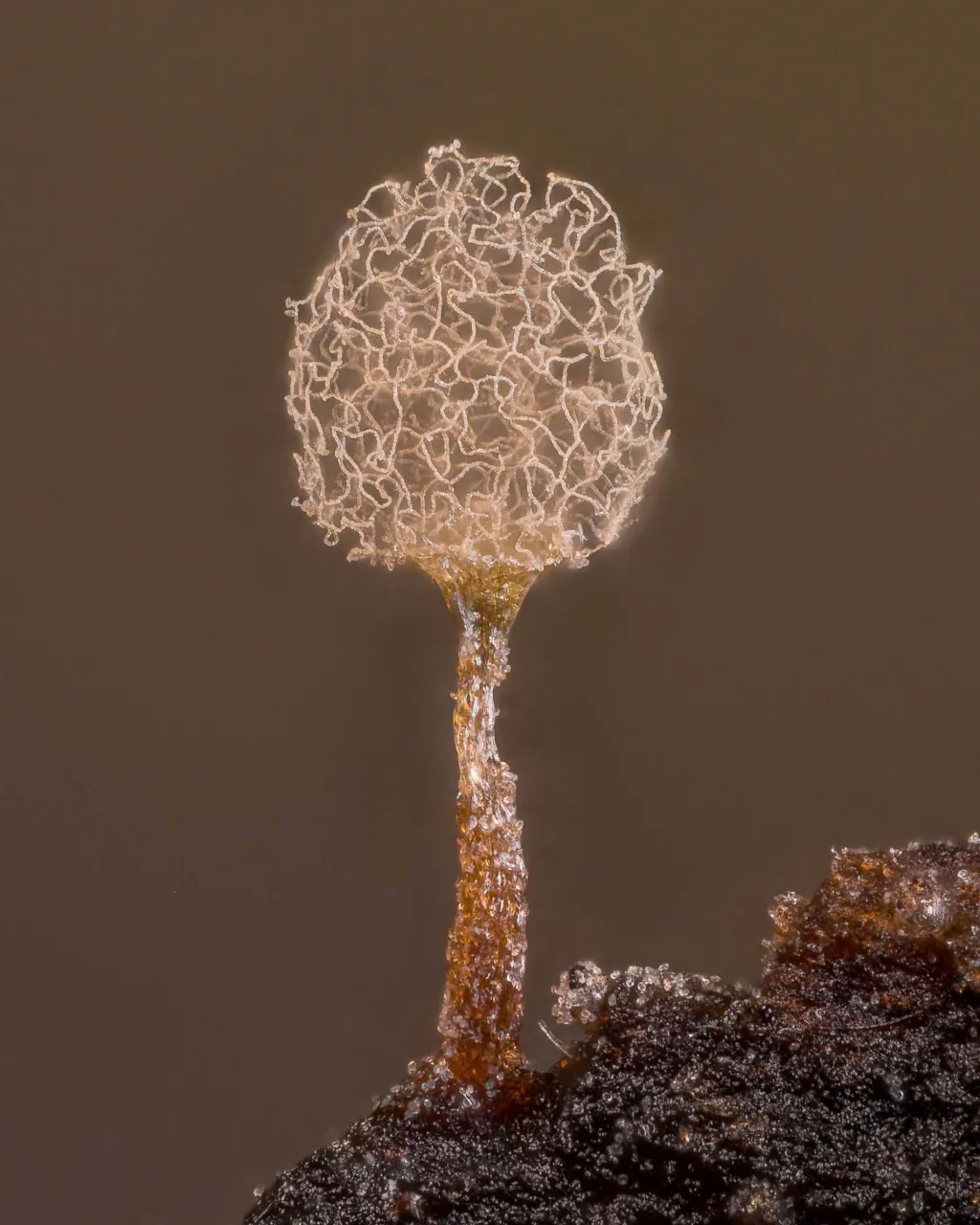 Vítězové soutěže Nikon Small World 2021