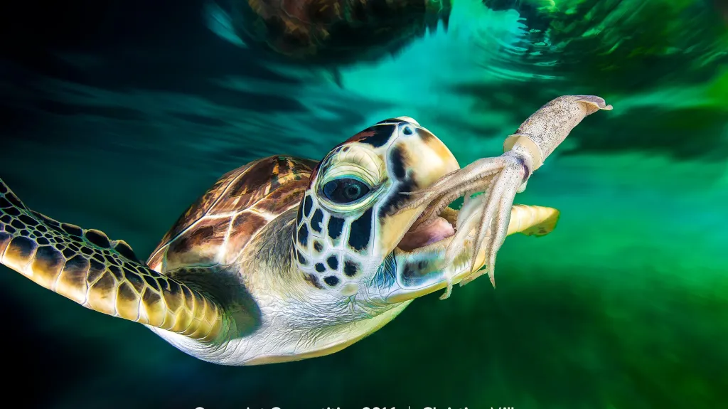 Vítězné snímky soutěže Ocean Art Underwater Photo Competition
