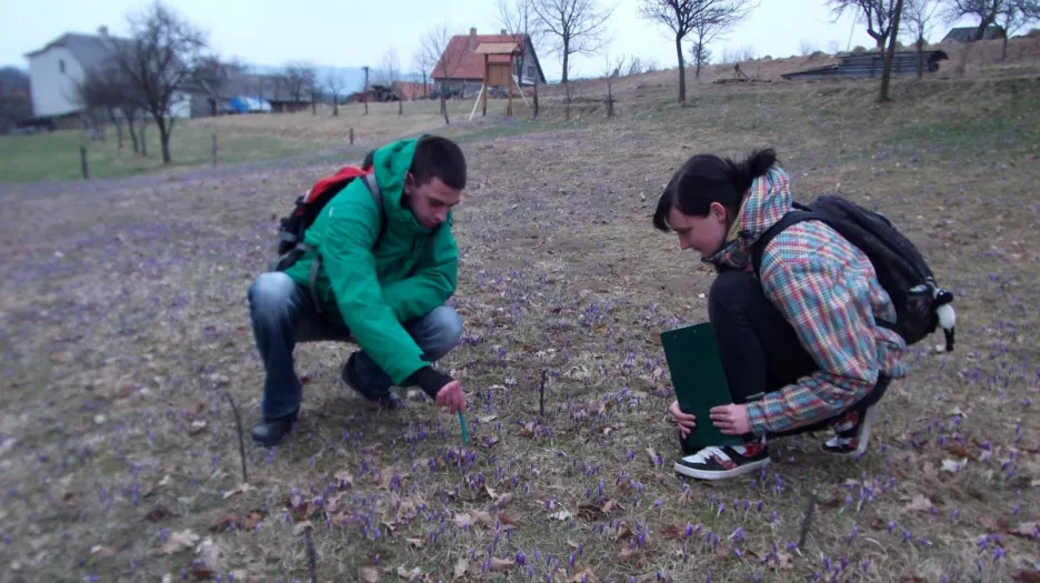 Na louku se šafránem se chodí dívat místní i lidé ze širokého okolí