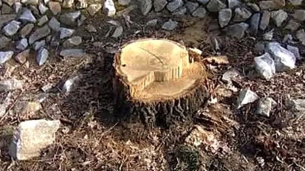 Uřízlý strom