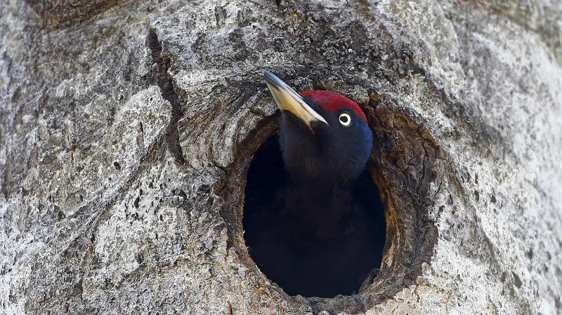 Datel. Radiační tolerance fauny a flóry je jiná než lidská. A rozmanitost druhů v kontaminované oblasti se díky odstranění lidského vlivu zvýšila.