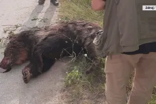 Na severozápadním Slovensku zastřelil muž medvědici, která na něj zřejmě zaútočila. Případ řeší policie