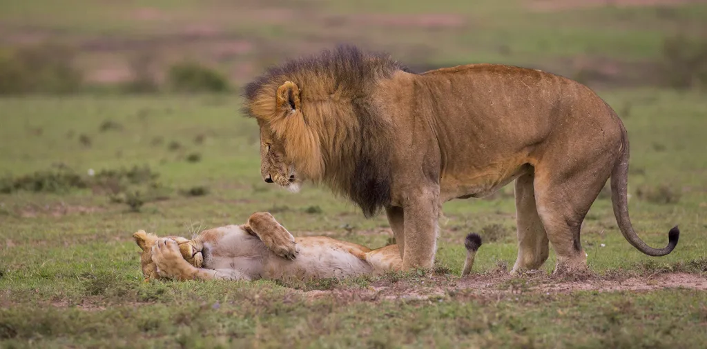 Lví migréna (Keňa)