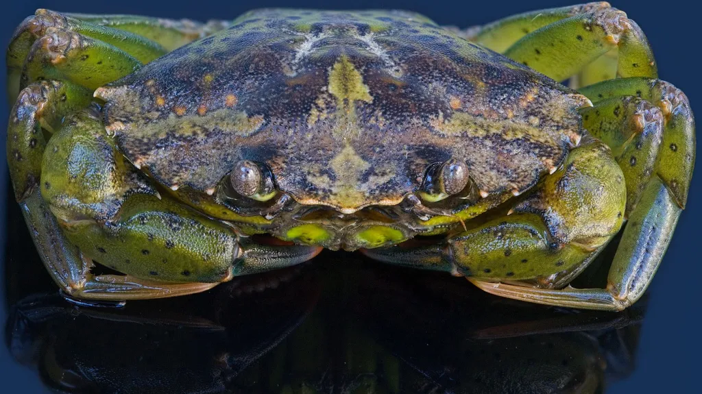 Krab pobřežní