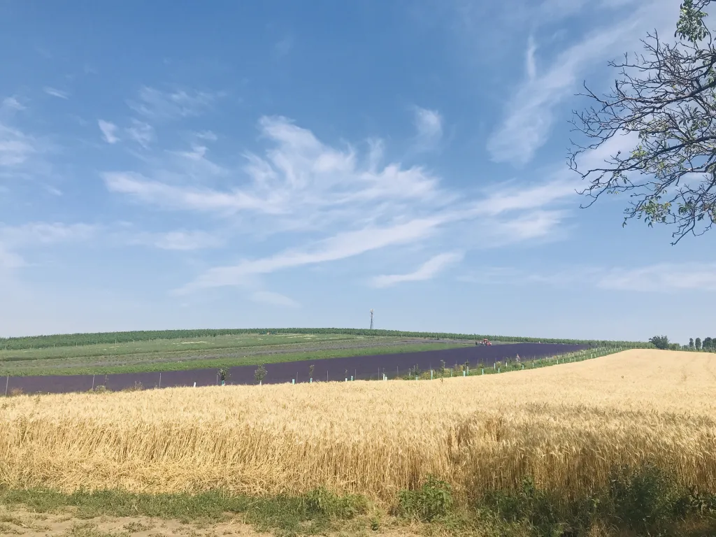 Levandulové pole u Staroviček na Břeclavsku