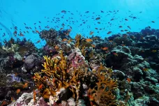 Od roku 2009 zmizelo čtrnáct procent korálových útesů. Příčinou je změna klimatu