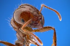 Do Evropy pronikli invazivní ohniví mravenci. Kvůli oteplování by mohli ovládnout čtvrtinu kontinentu