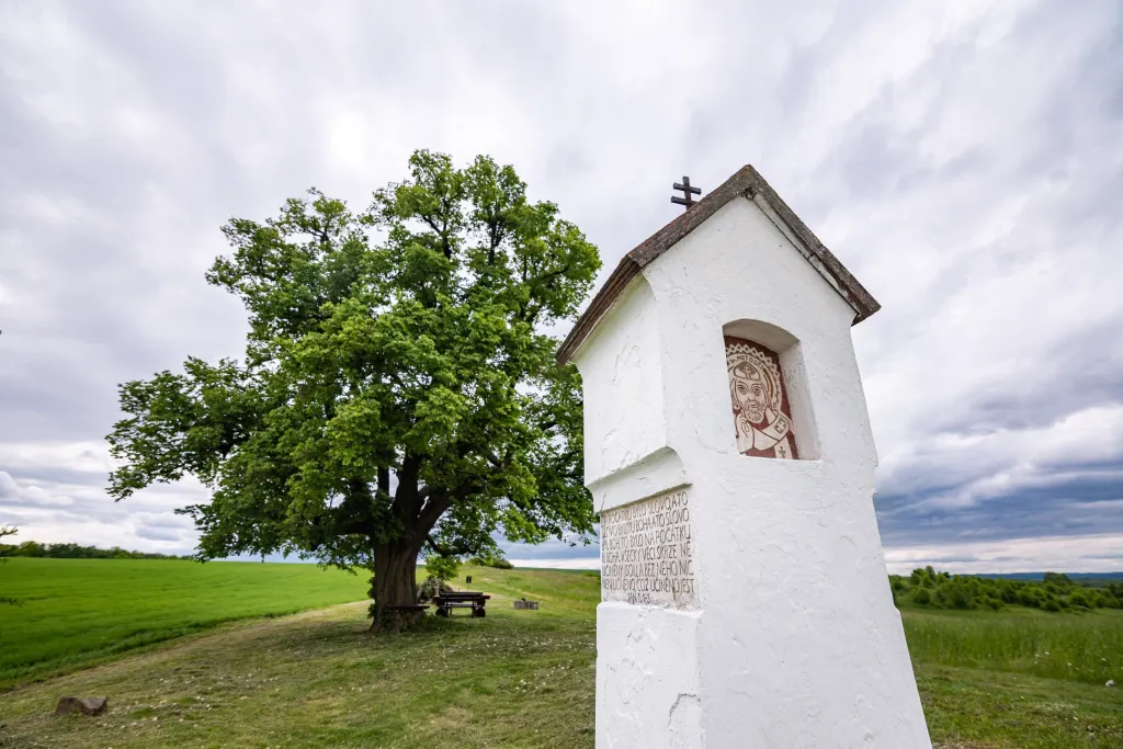 Lípa pod Holým kopcem v Bohdalici u Vyškovka roste u polní cesty. Za minulého režimu bylo její okolí zarostlé a strom neošetřován. Po roce 1990 se ekologické sdružení Manner zasadilo o jeho vyčistění a v roce 2005 zde nechalo postavit ve spolupráci s místním knězem kapličku zasvěcenou svatému Cyrilu a Metoději. Dnes se zde konají společenské akce a páter Jan Hanák zde slouží mše.