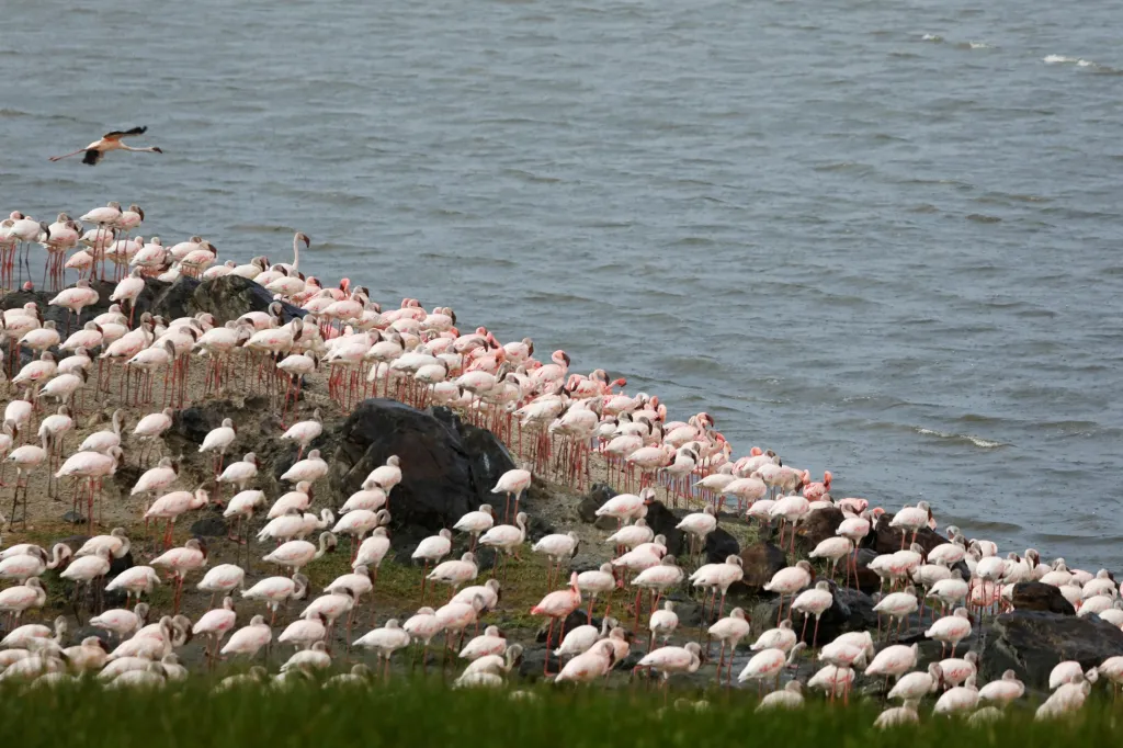 Plameňáci na jezeru Bogoria