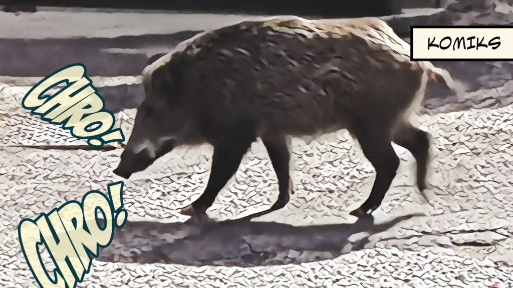 Přemnožení divočáci zaplavují Řím