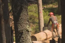 Lesníci na Šumavě potřebují těžit kůrovcové dřevo, žádají o částečné uzavření oblíbených tras