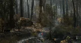 V lese u obce San Martín de Valdeiglesias znovu vypukl požár