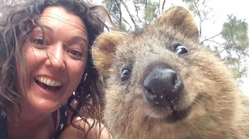 Klokani quokka