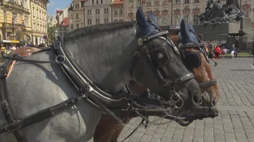 Tažní koně v centru Prahy