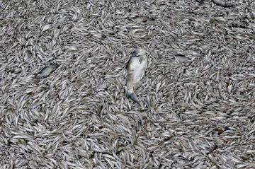 Jako kdyby hořel oceán. Nevídaná tepelná anomálie u Británie a Irska ohrožuje mořský život