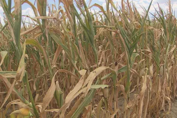 Stát proplácí zemědělcům škody způsobené suchem, chtějí přes dvě miliardy