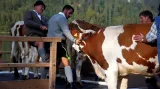 Krávy se vrací z pastvin po Königsee