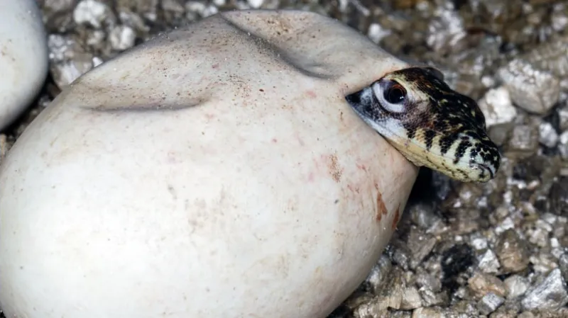 Líhnutí varana komodského