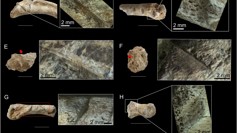 Medvědí kosti poškozené nástroji naznačují, že zvířata byla ulovená