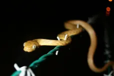 Hadi na ostrově Guam se naučili vytvořit ze svého těla laso. Šplhají tak i na stožáry a loví ohrožené ptáky