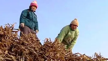 Sklízení kukuřice