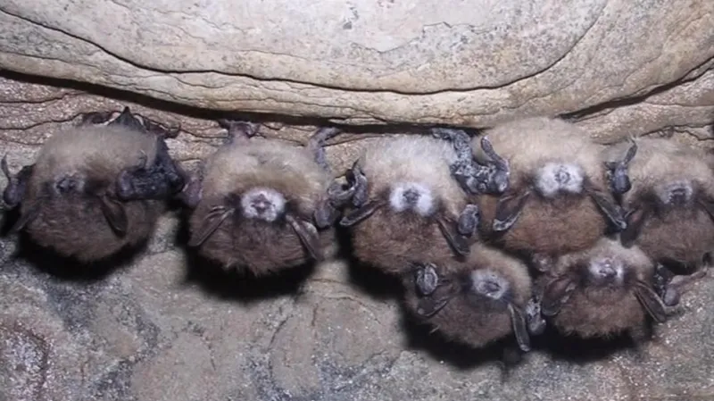 Syndrom bílého nosu