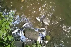 V řece Rokytná na Znojemsku uhynuly stovky ryb, udusily se. Může za to horko a sucho