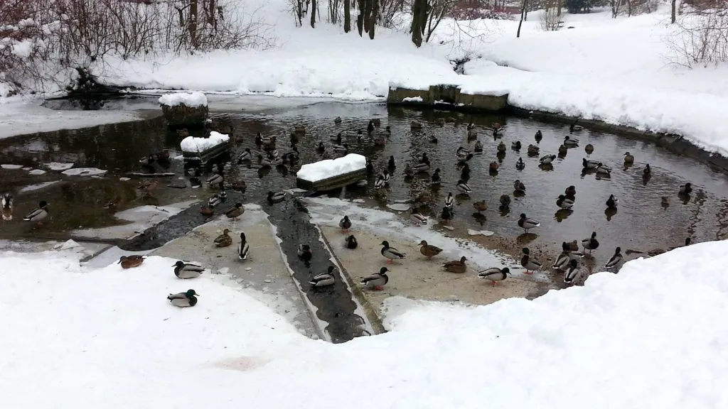 Divoké kachny na rybníku