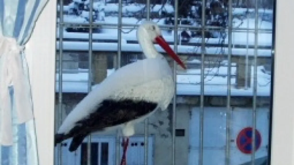 U čápa