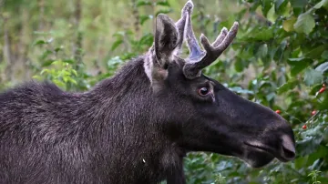 Los Emil u St. Pölten v Rakousku