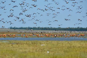 Заповідник «Асканія-Нова» під російською окупацією