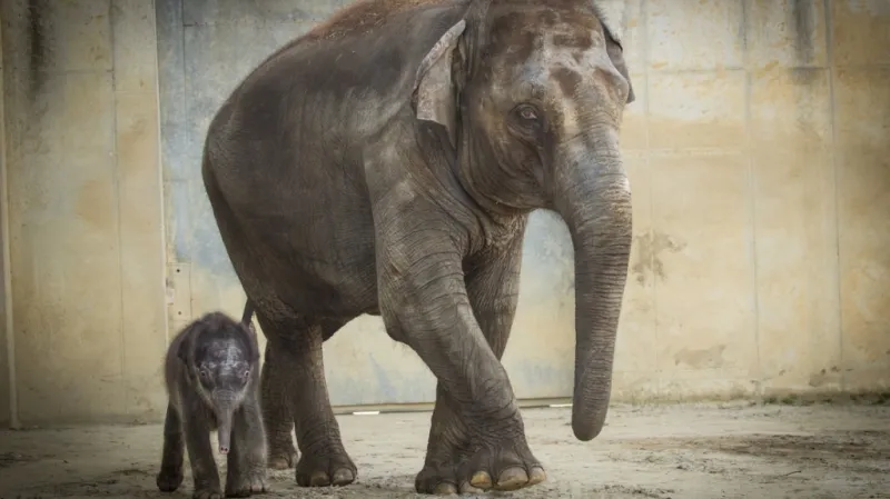 První výlet malé samičky do venkovního výběhu