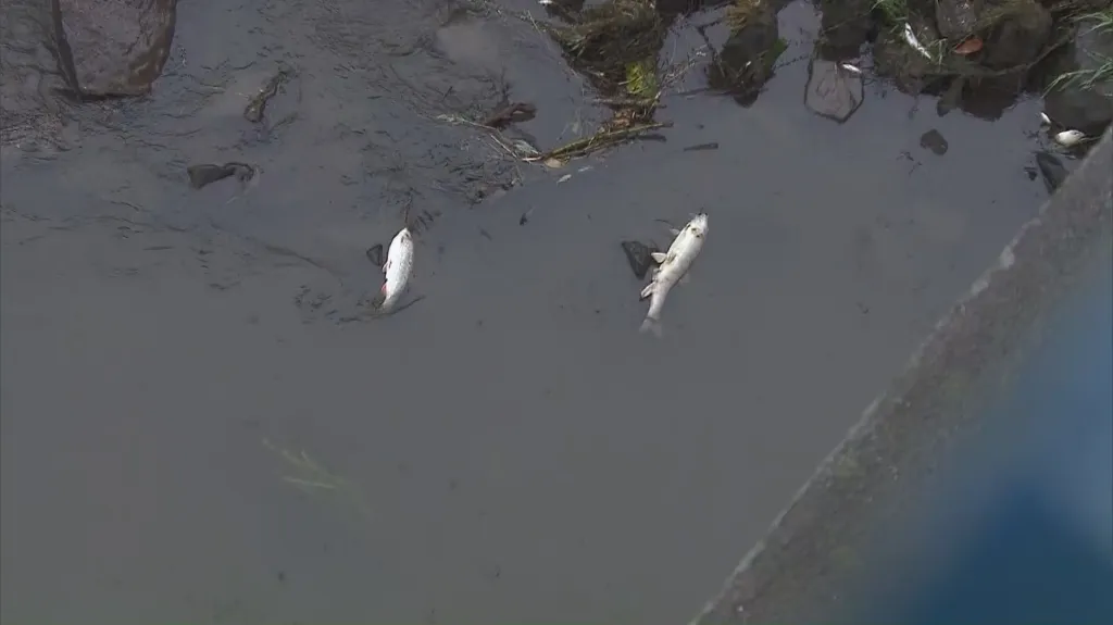 Mrtvé ryby v Odře