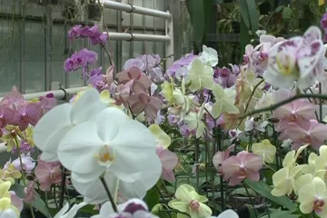 Největší tuzemská sbírka orchidejí otevře tento víkend svoje dveře návštěvníkům