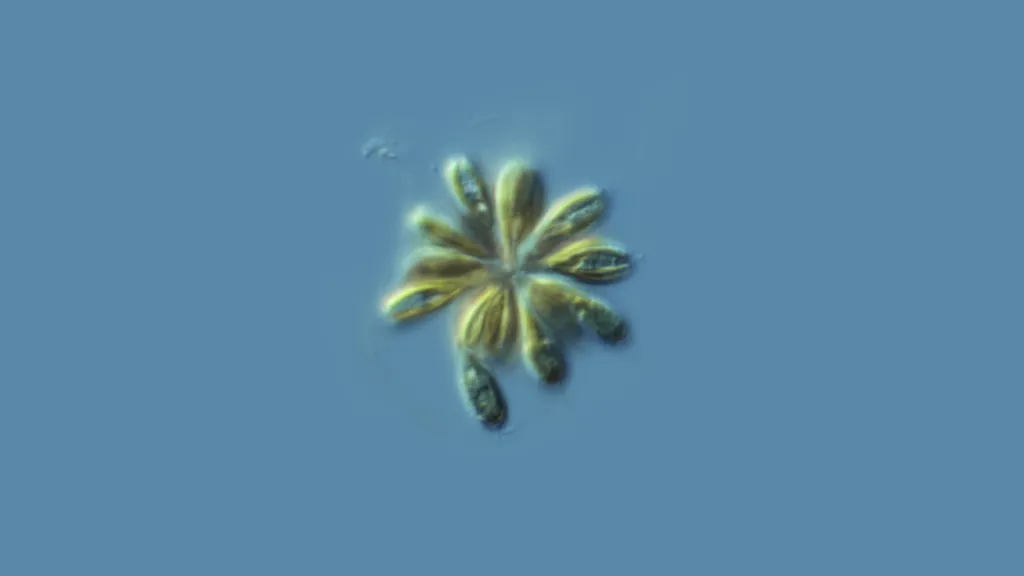 Mikroskopická řasa Synura petersenii