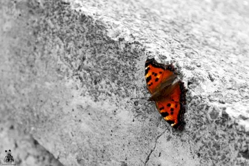 Čeští vědci hledají cestu k zesílení cementu