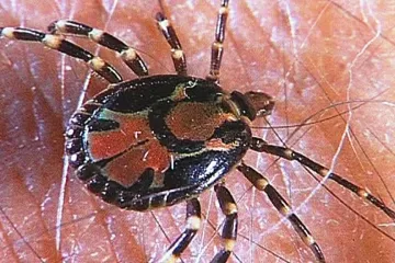 Nastala ideální doba na očkování proti klíšťové encefalitidě