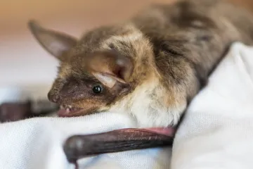 V jeskyni Býčí skála přibývá netopýrů. Pomohl jim zákaz insekticidu DDT, popsali vědci