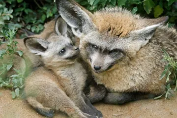 Ušatá štěňata už čmuchají africkým pavilonem pražské zoo