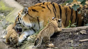 Tygr ussurijský s mláďaty