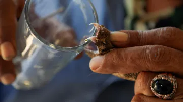 Extrakce hadího jedu