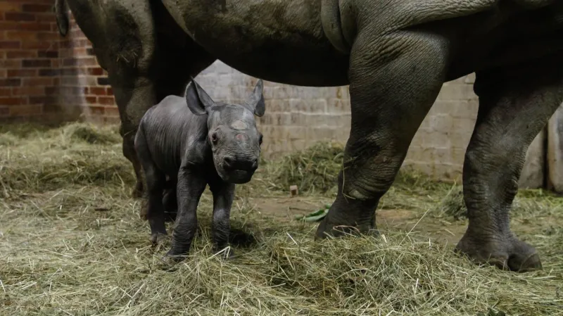 Nové nosorožčí mládě