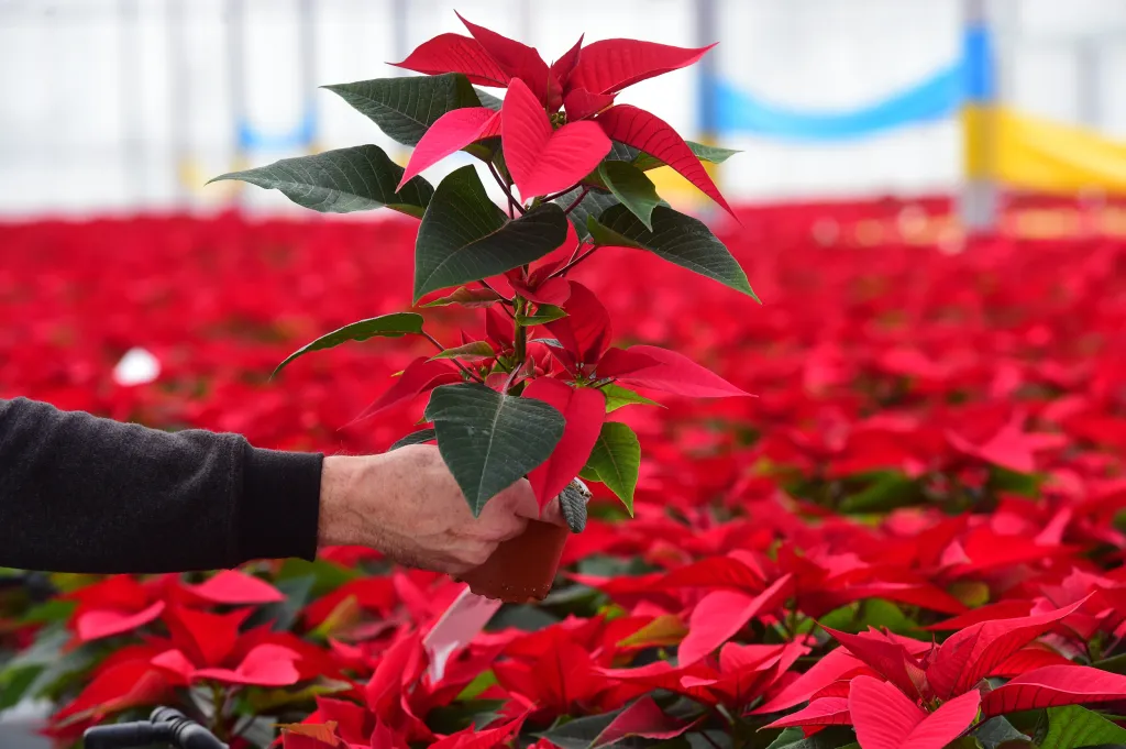 První ročník v roce 1998 vynesl 58 700 korun, předloni se těchto květin prodalo 64 371 a výtěžek činil rekordních 3,2 milionu korun. Loňský ročník ovlivnila pandemie, i tak lidé přispěli téměř dvěma miliony korun