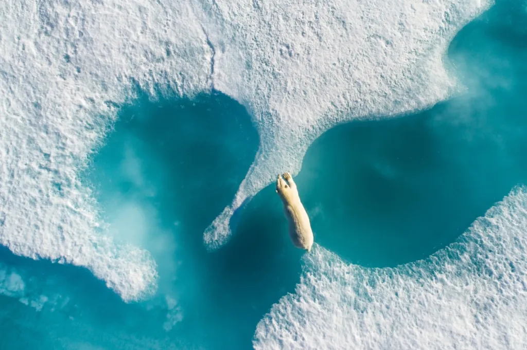Vítězná fotografie soutěže Drone Awards 2018: Lední medvěd přeskakující mezi plovoucími ledovci v severní Kanadě