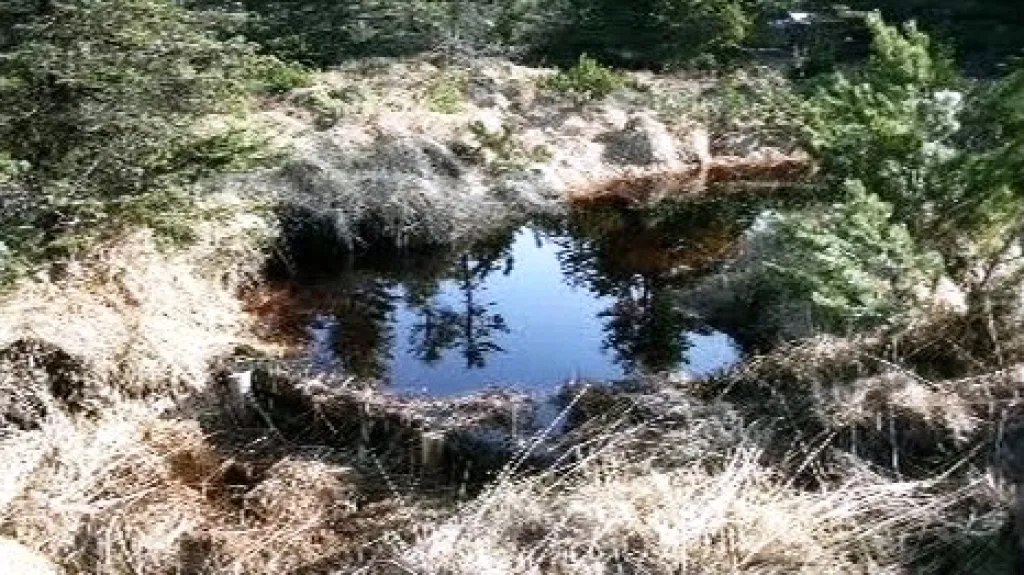 Rašeliniště