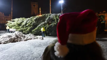 Na pražském Staroměstském náměstí ukotvili vánoční strom