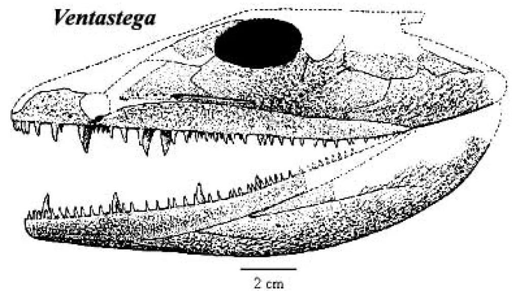 Ventastega curonica
