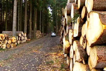 Soudní spor o majetek: Lesy ČR nečekaly na verdikt a les vykácely