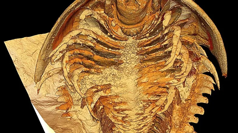 3D sken trilobita z Maroka