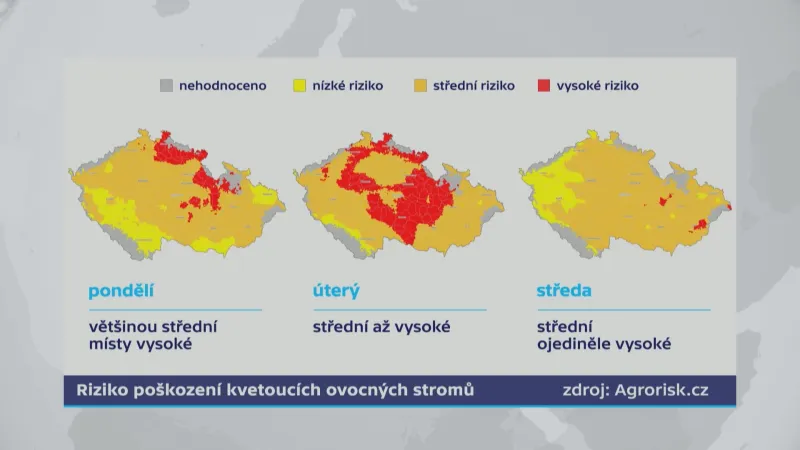 Riziko poškození kvetoucích ovocných stromů